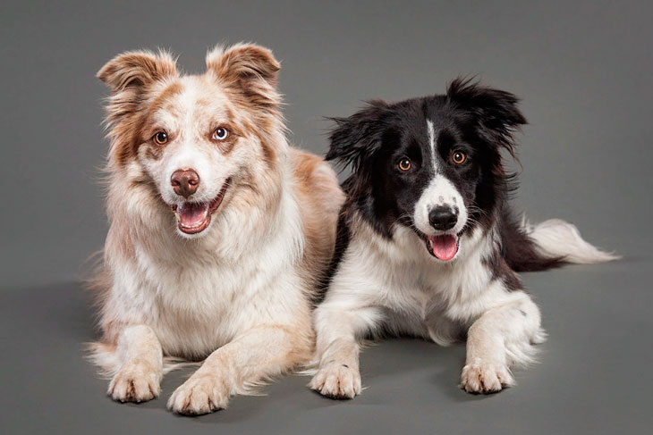 Породы собак для квартиры (66 фото): какую лучше завести? Как выбрать спокойную домашнюю собаку? Правила содержания квартирных собак