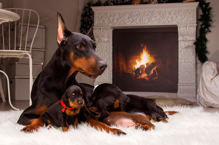 Породы собак для квартиры (66 фото): какую лучше завести? Как выбрать спокойную домашнюю собаку? Правила содержания квартирных собак