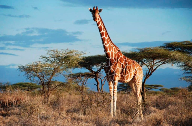 ТОП 10: Самые большие животные в мире - названия, фото и описание — Природа Мира
