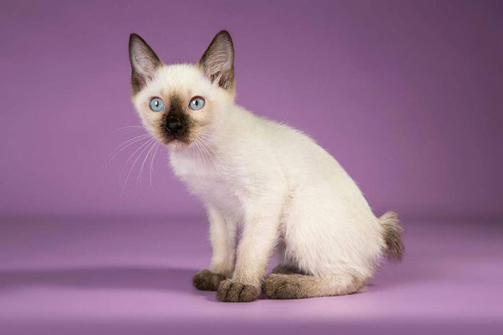 самая маленькая кошка в мире топ 10