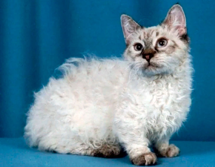 самая маленькая кошка в мире топ 10
