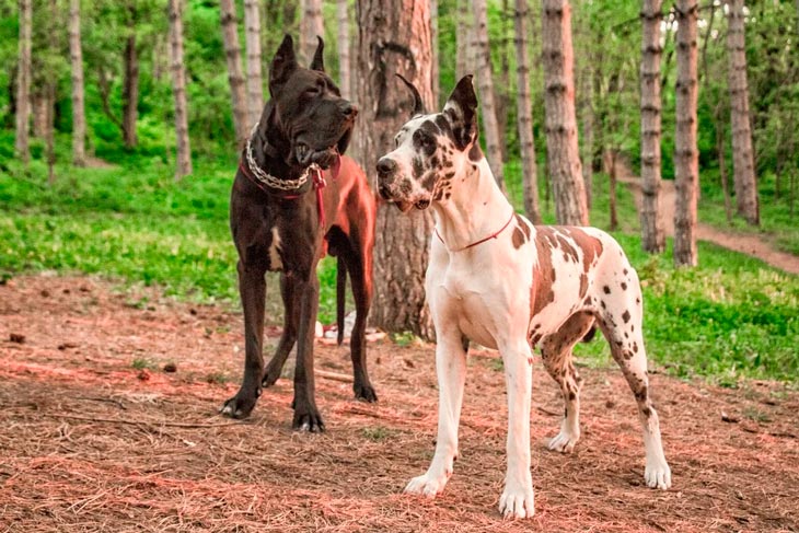 Охранные породы собак — список от больших до маленьких, фото