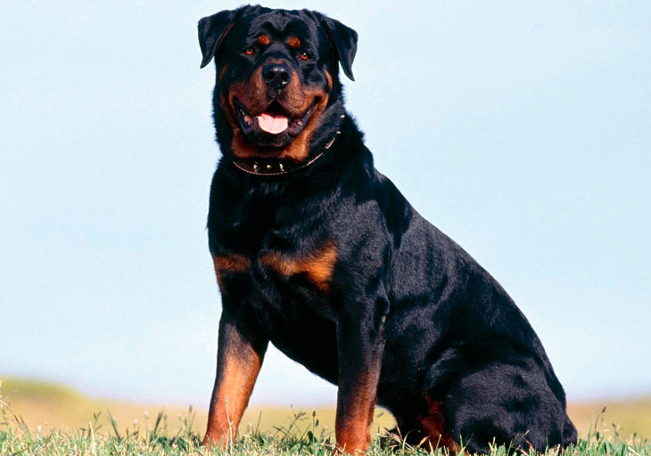 Охранные породы собак — список от больших до маленьких, фото